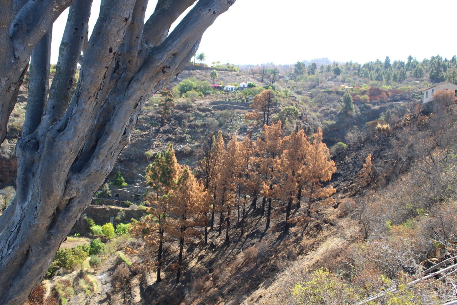 Burnt trees