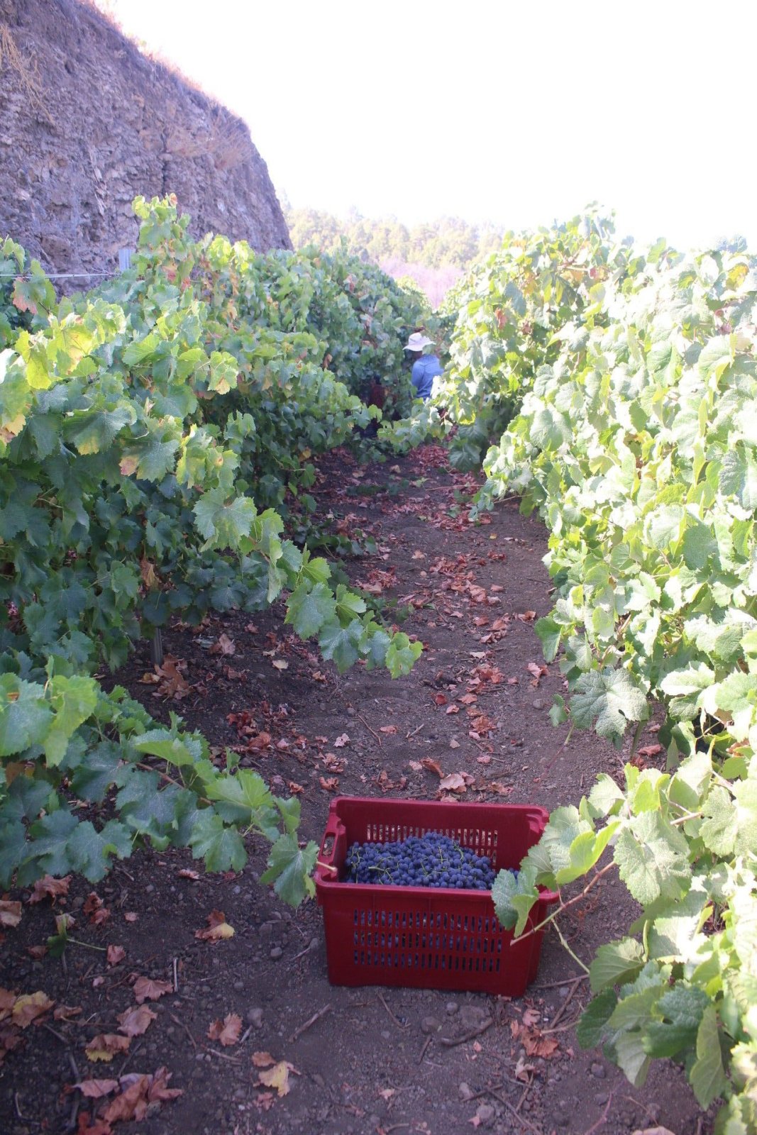 Grapes in the box.