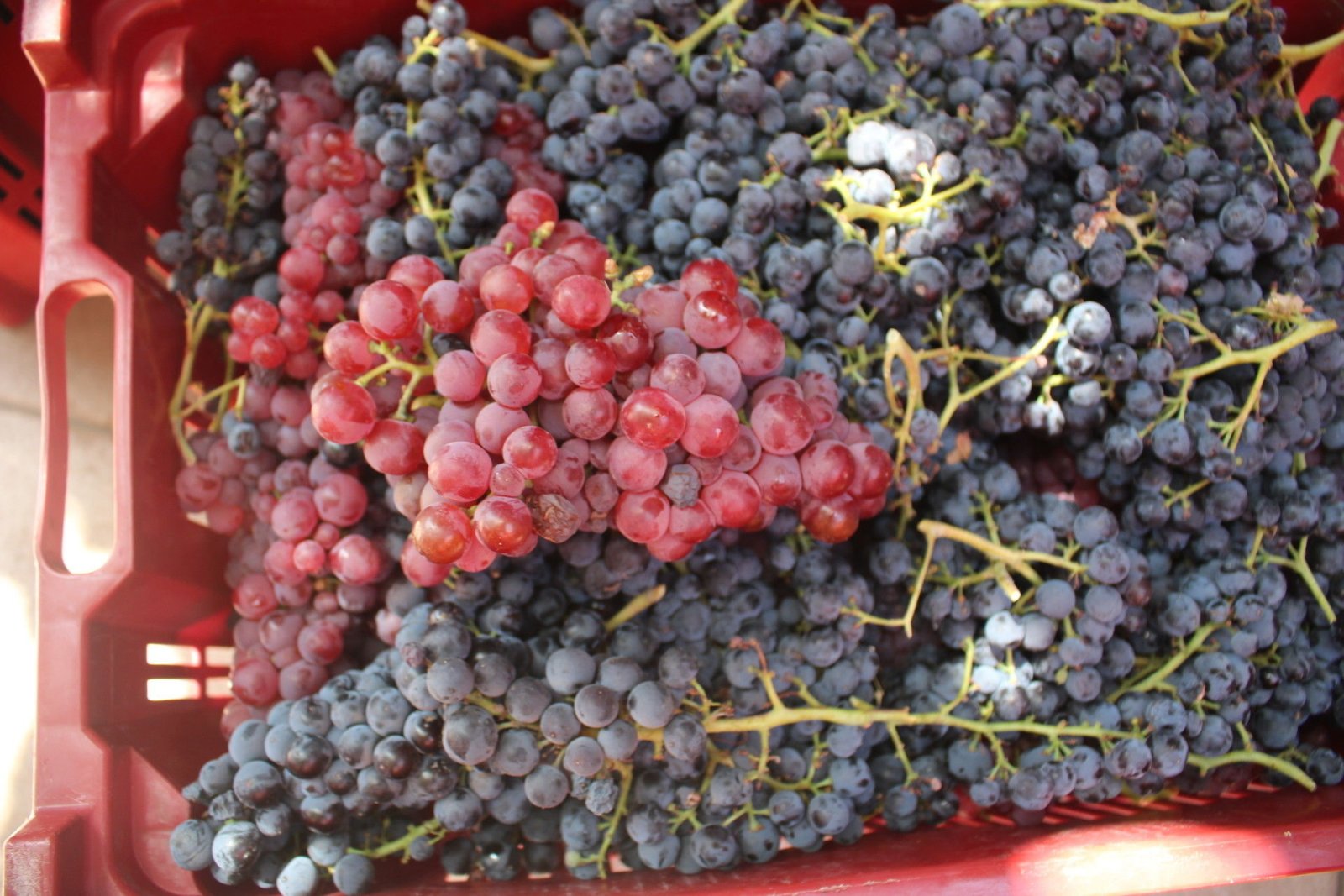 Grapes in basket