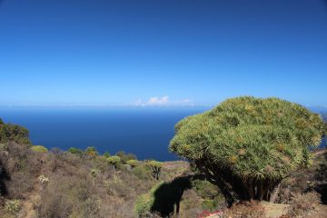 Dragon Trees