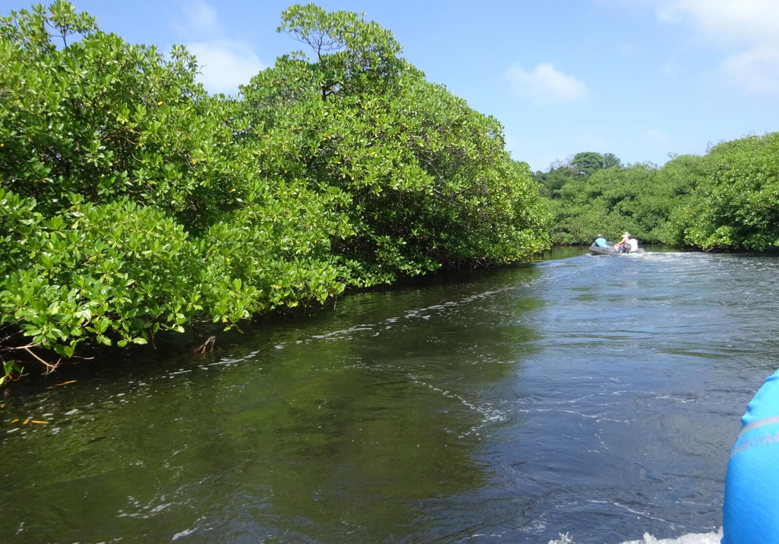 Through the mangroves