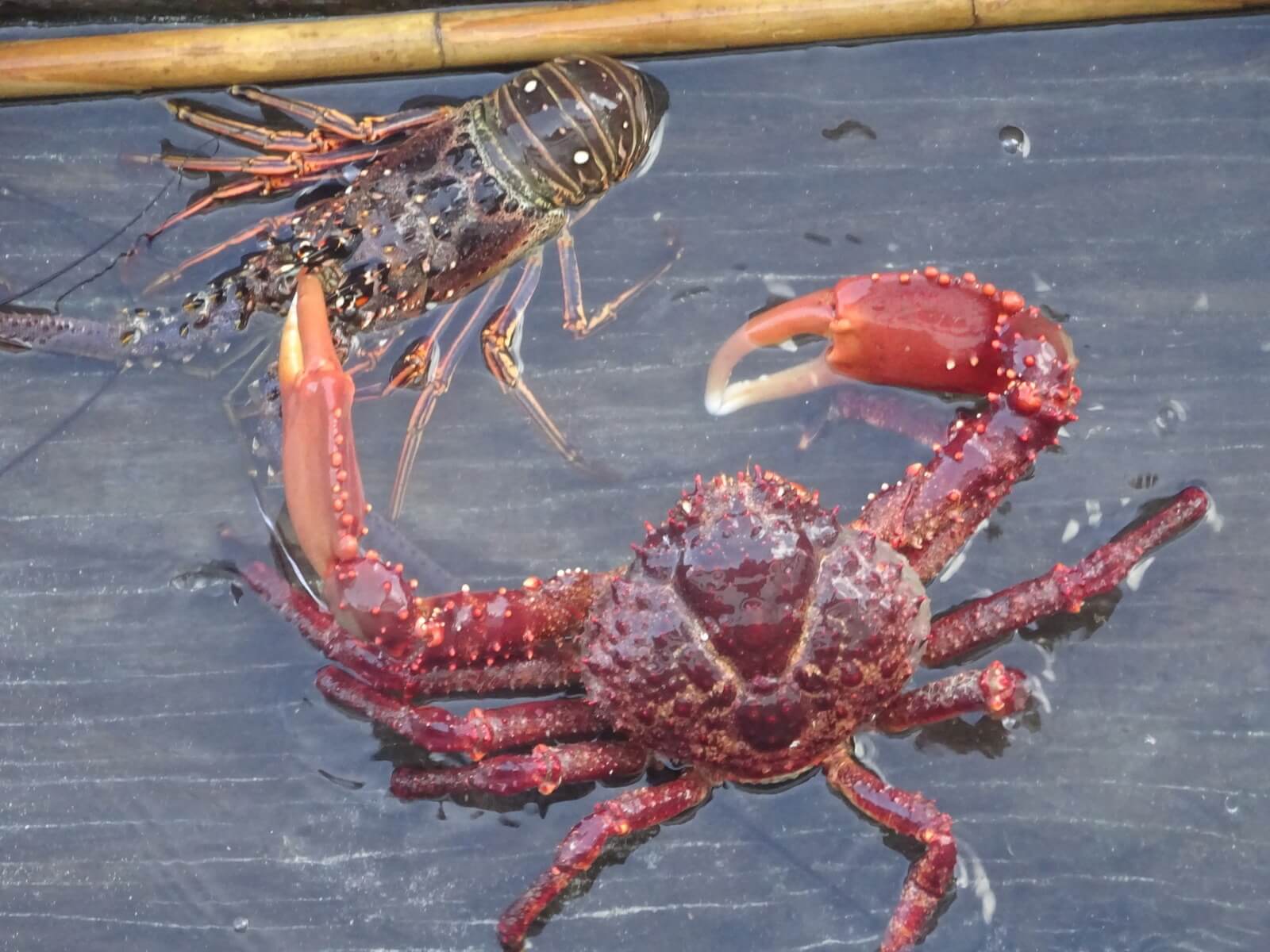 Lobster and spider crab