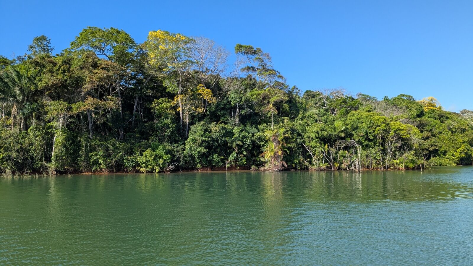 Jungle along the canal